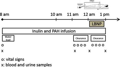 Blood Pressure and Renal Responses to Orthostatic Stress Before and After Radiofrequency Renal Denervation in Patients with Resistant Hypertension